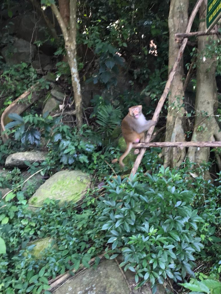 a blurry monkey