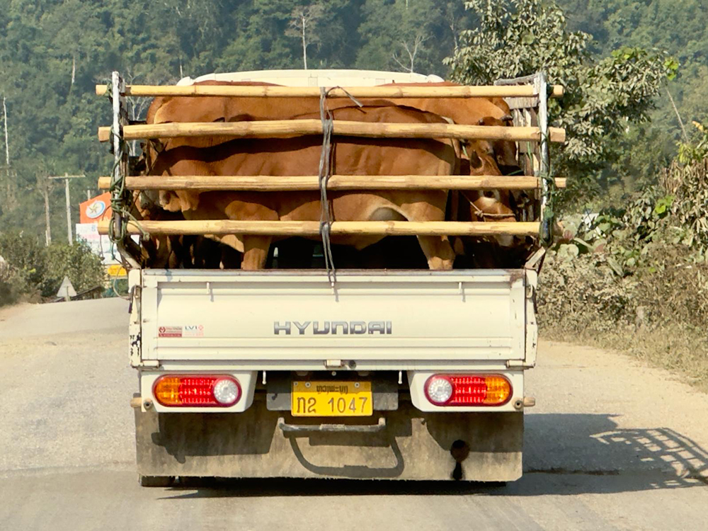 cattle truck