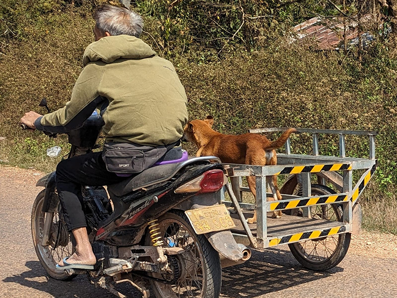 dog ride