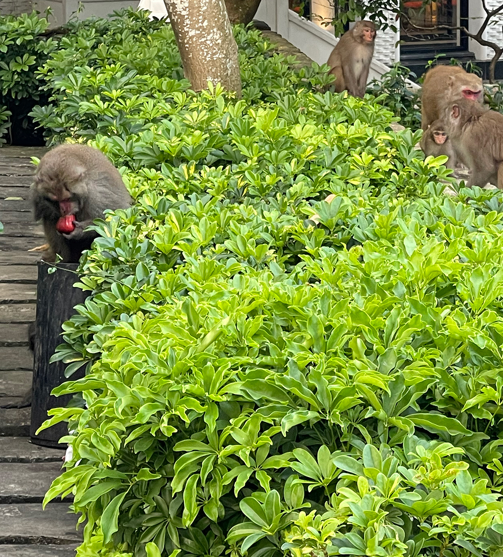group of monkeys