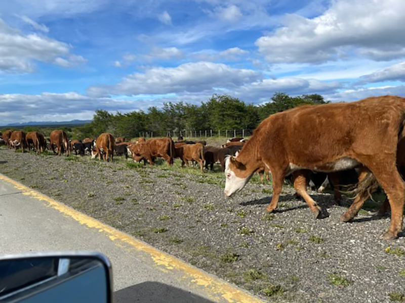 Passing by a cow herd