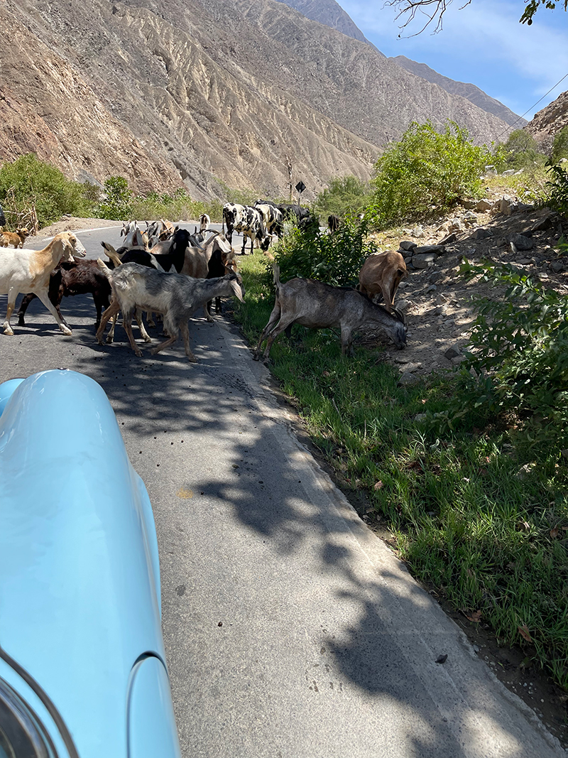Goats Crossing the Road