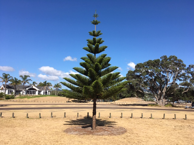 New Zealand Tree