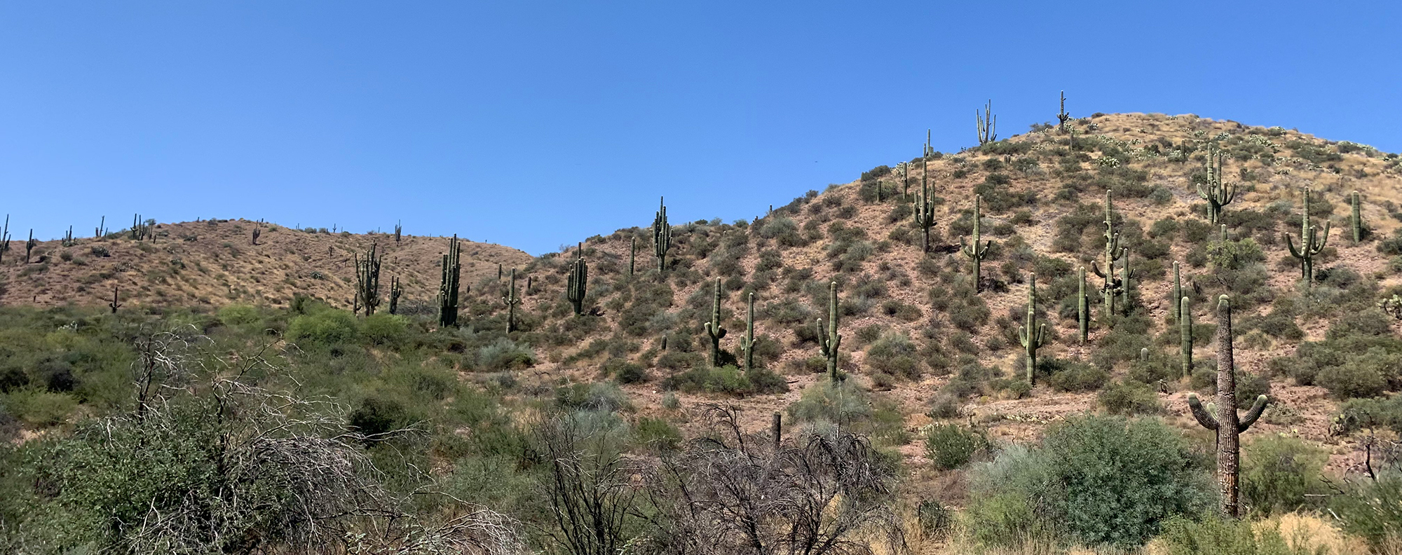 Arizona