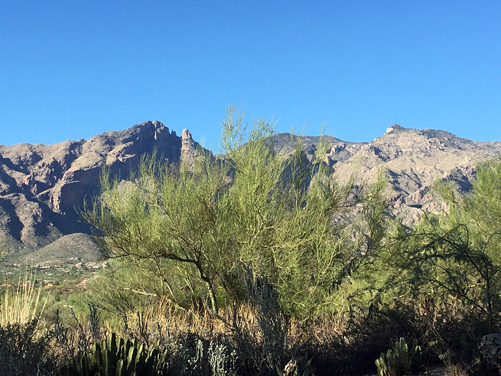 Arizona Scrub