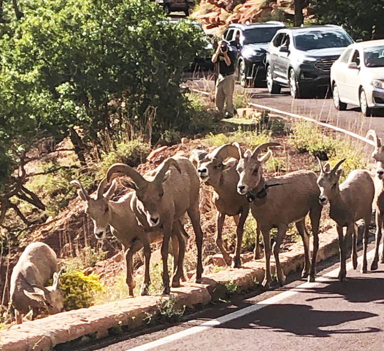 Bighorn