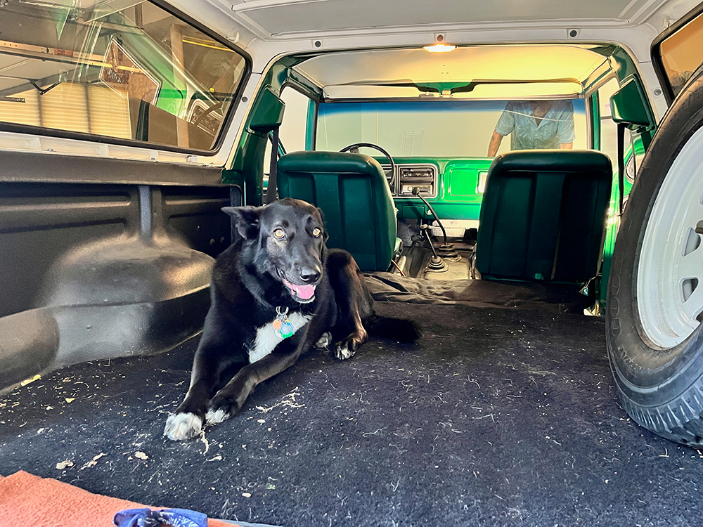 Bronco doggie