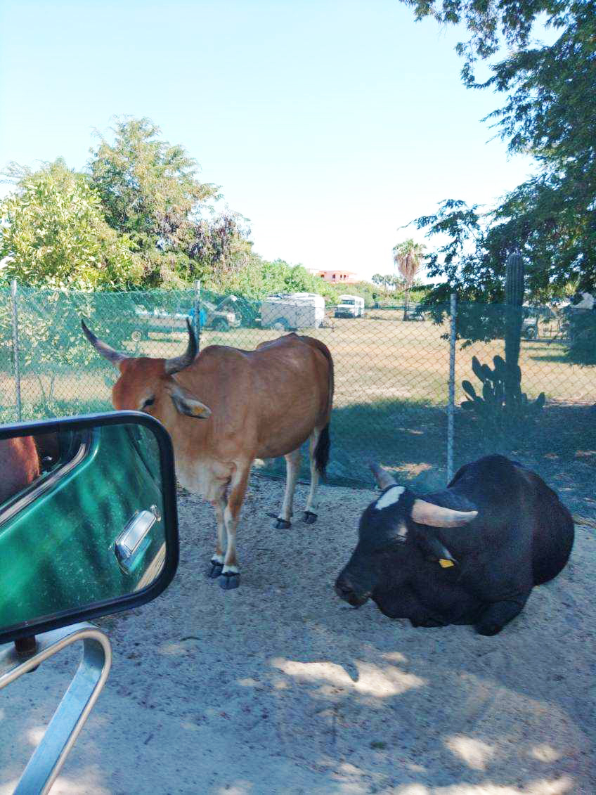 bulls