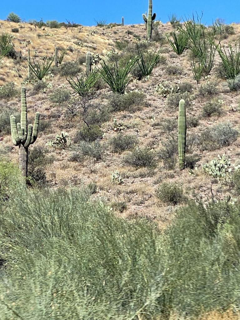 Cacti