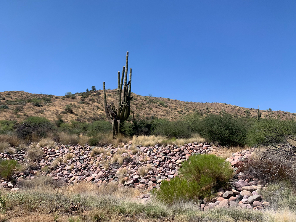 Cactus