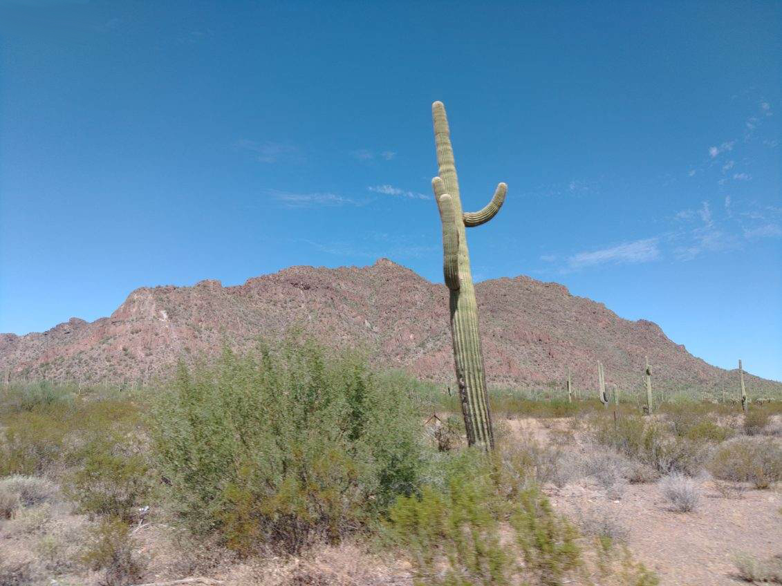 Cactus