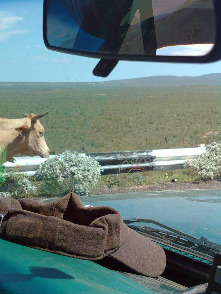 the starboard side of a cow