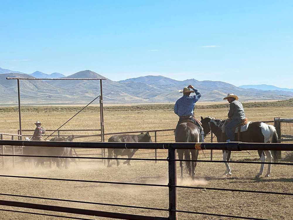 Cowboys