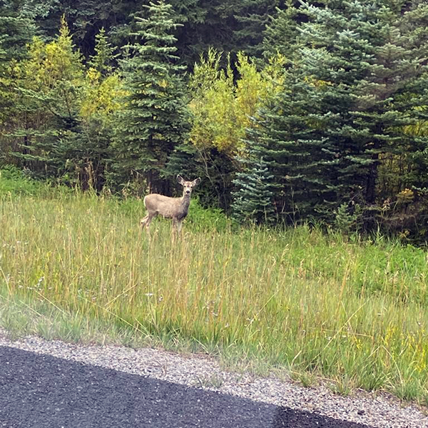 Deer