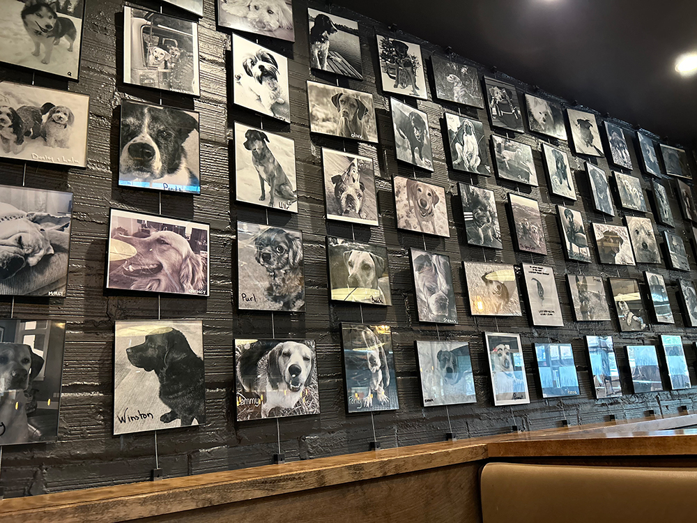 dog wall