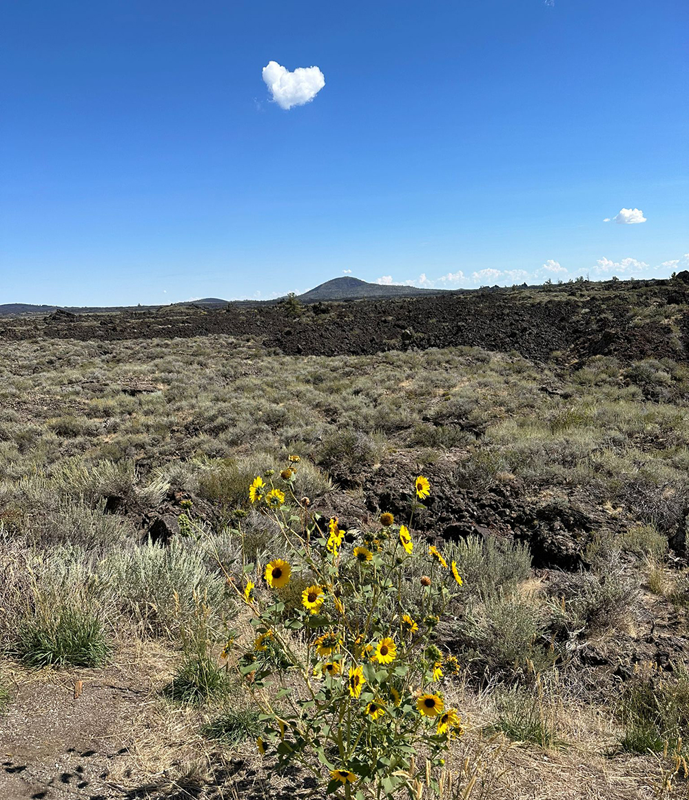 Heart Cloud above Sunflowers