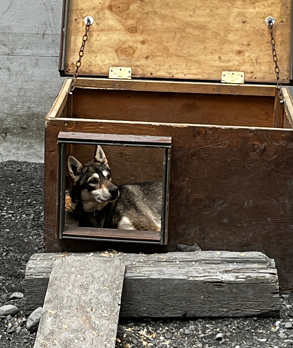 Sled Dog Kennel