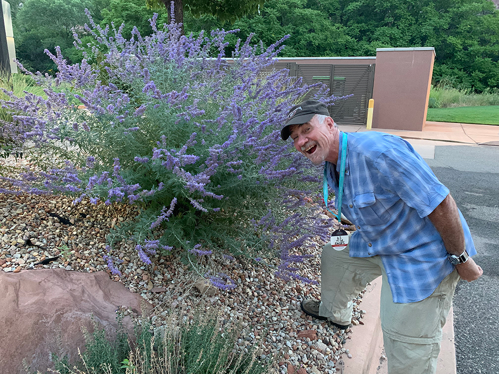 Lavendar