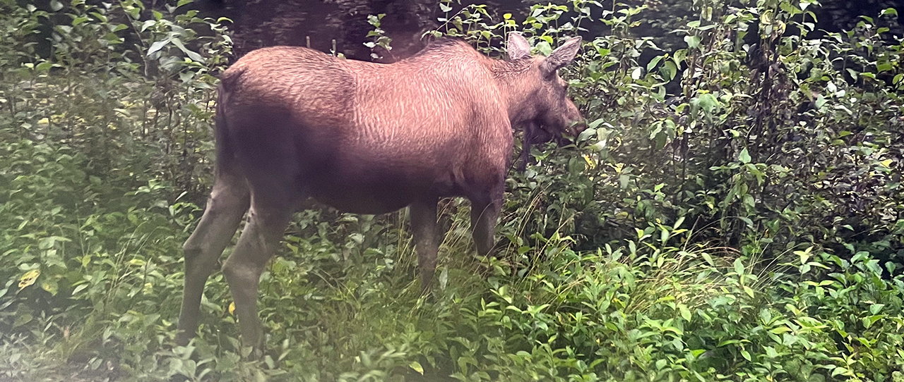 Moose