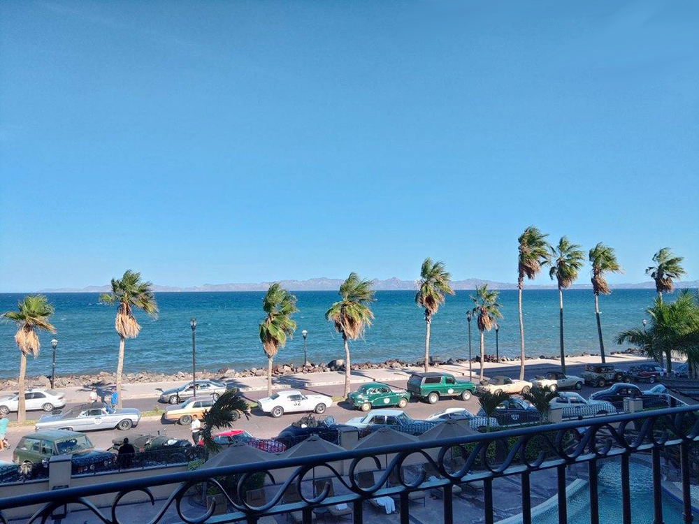 palms