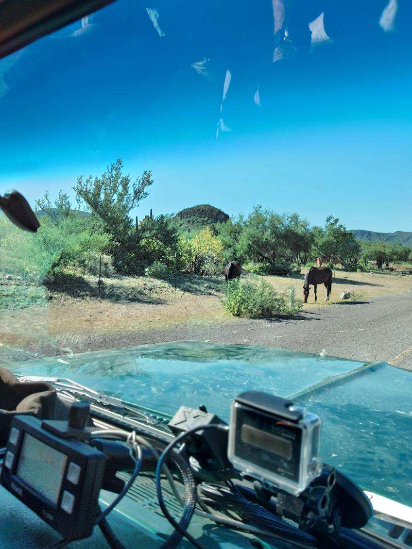 Roadside Horses