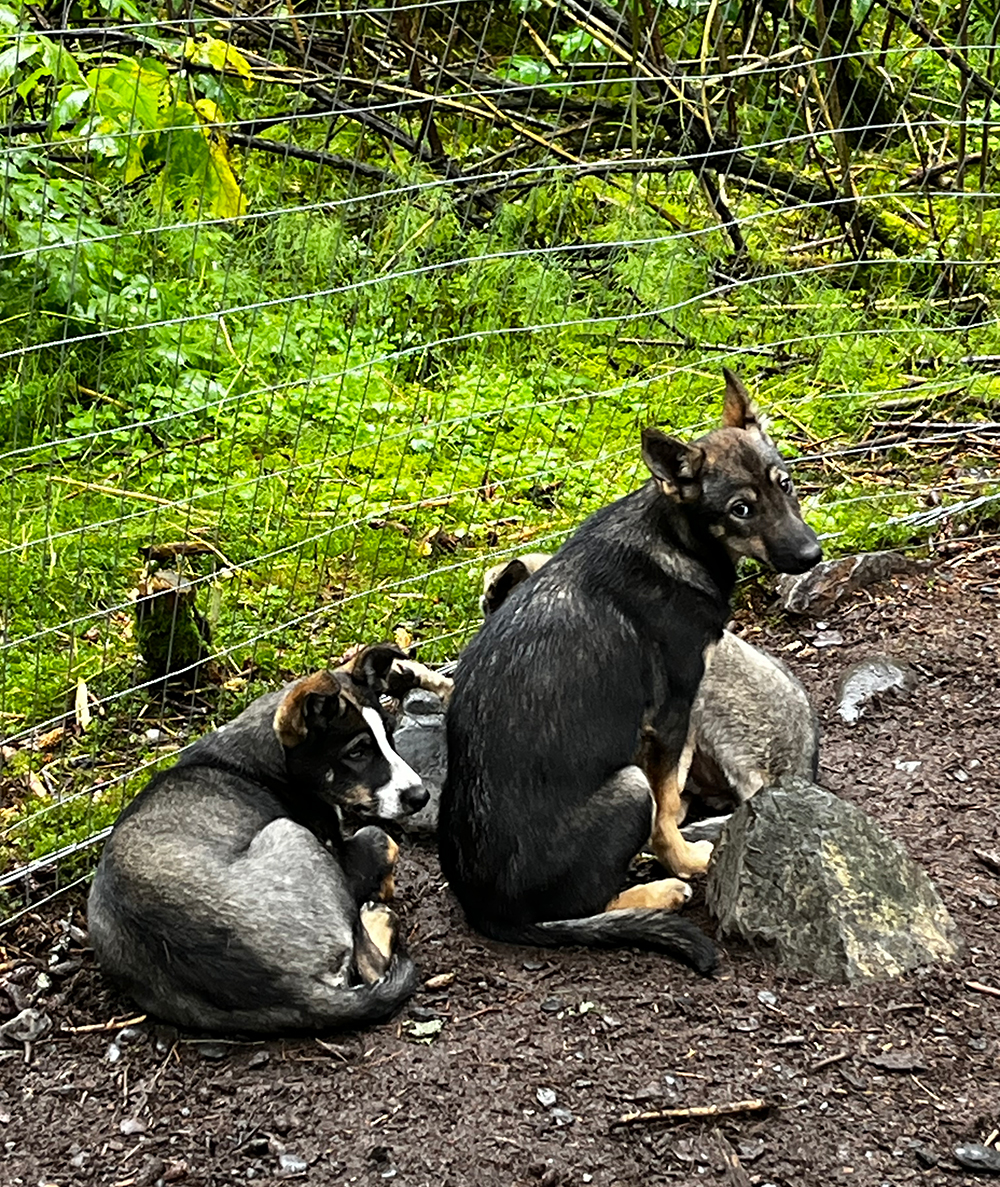 Sled Dogs
