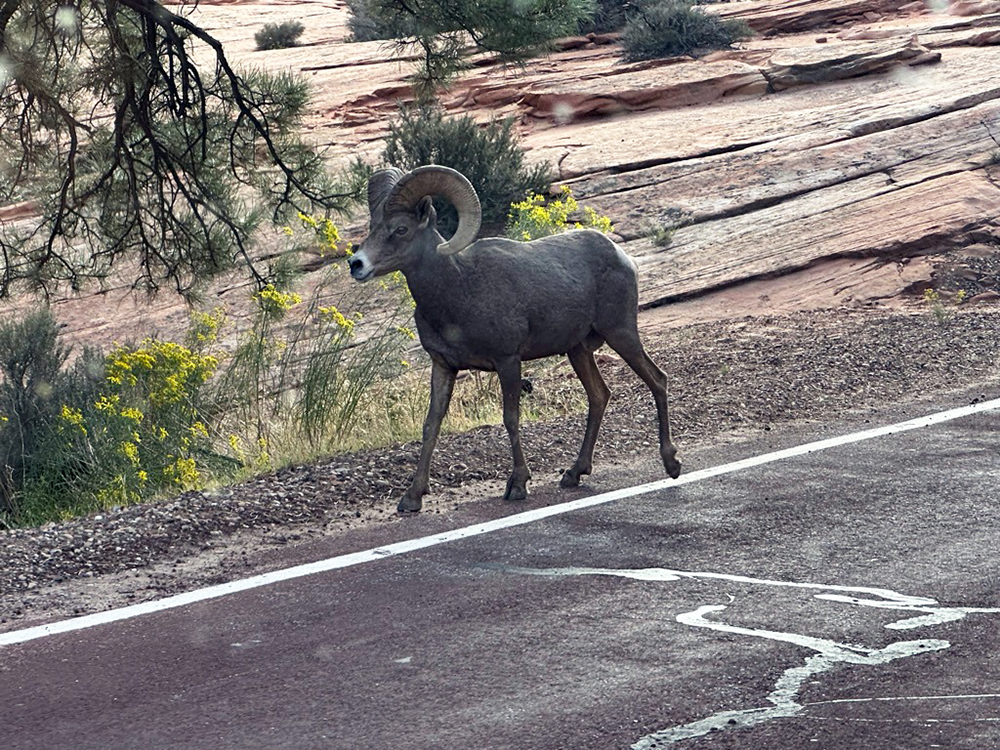 Bighorn