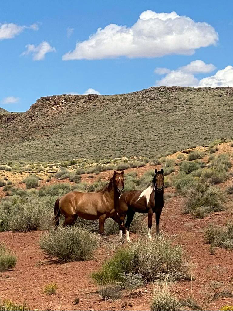 Wild Horses
