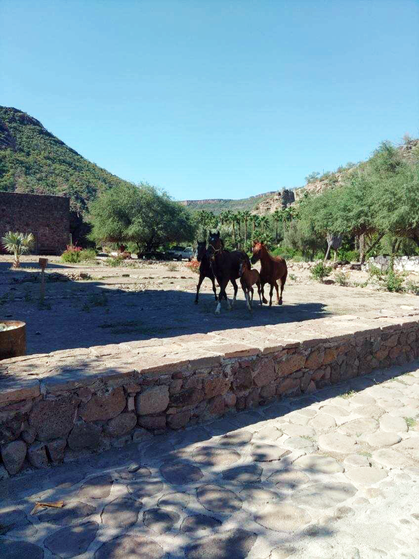 Roadside Horses
