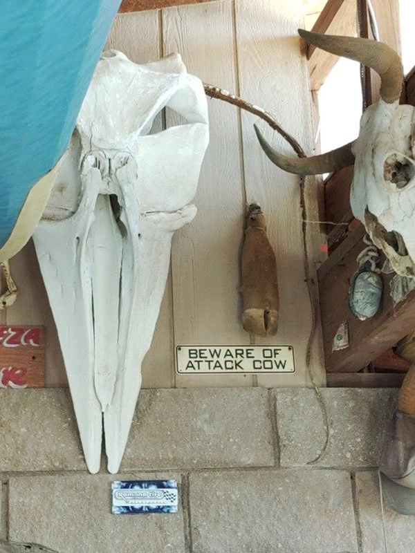 skull