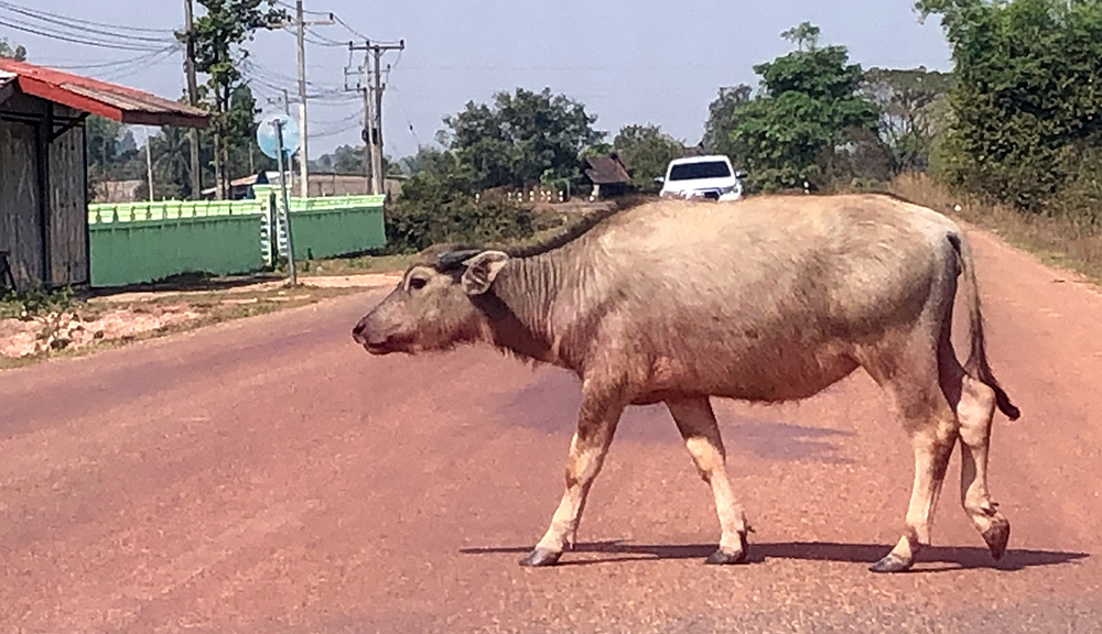 animals in the road