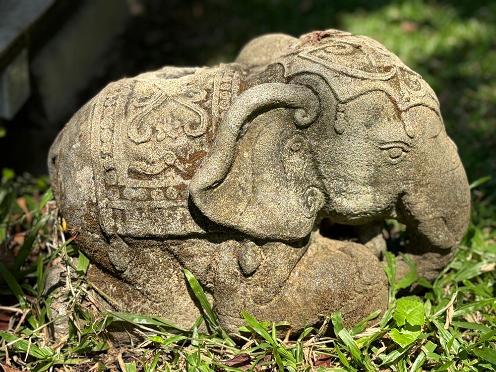 another baby elephant