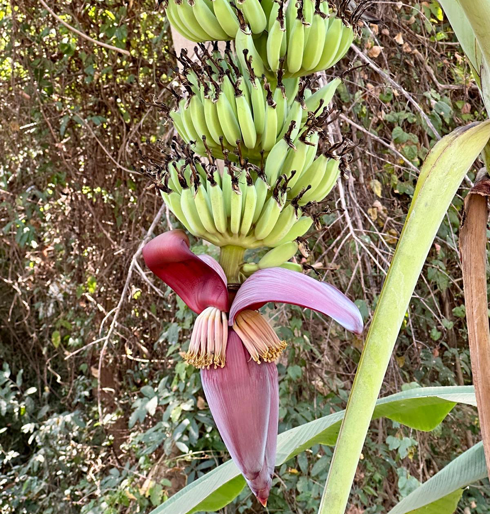 bananas