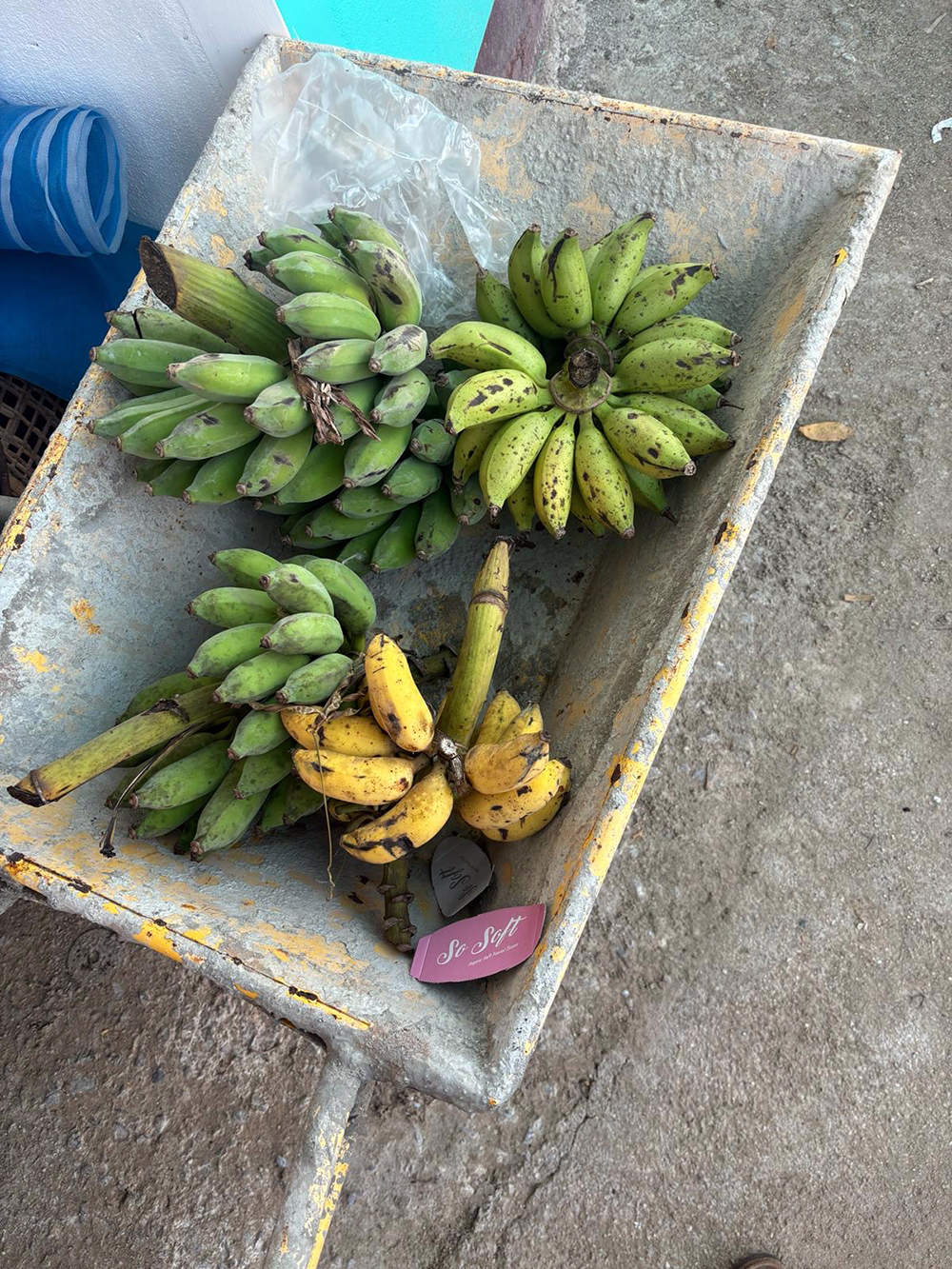 bananas