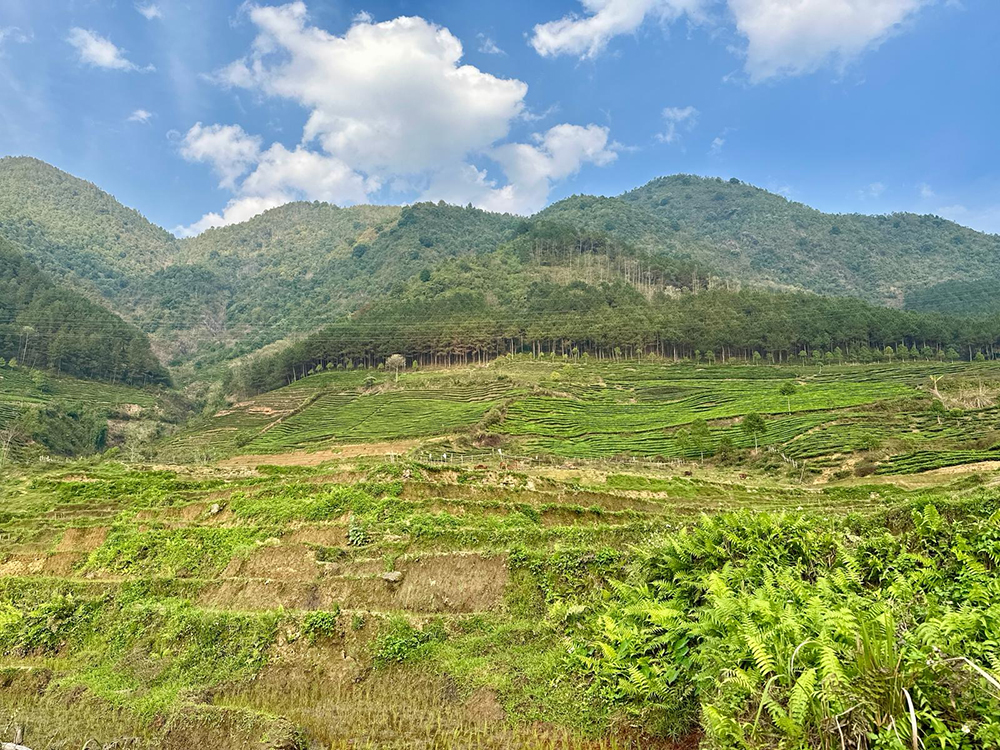 beautiful farm