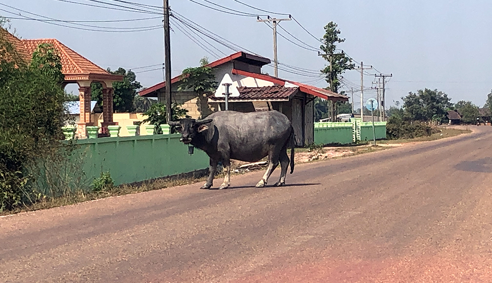 animals in the road