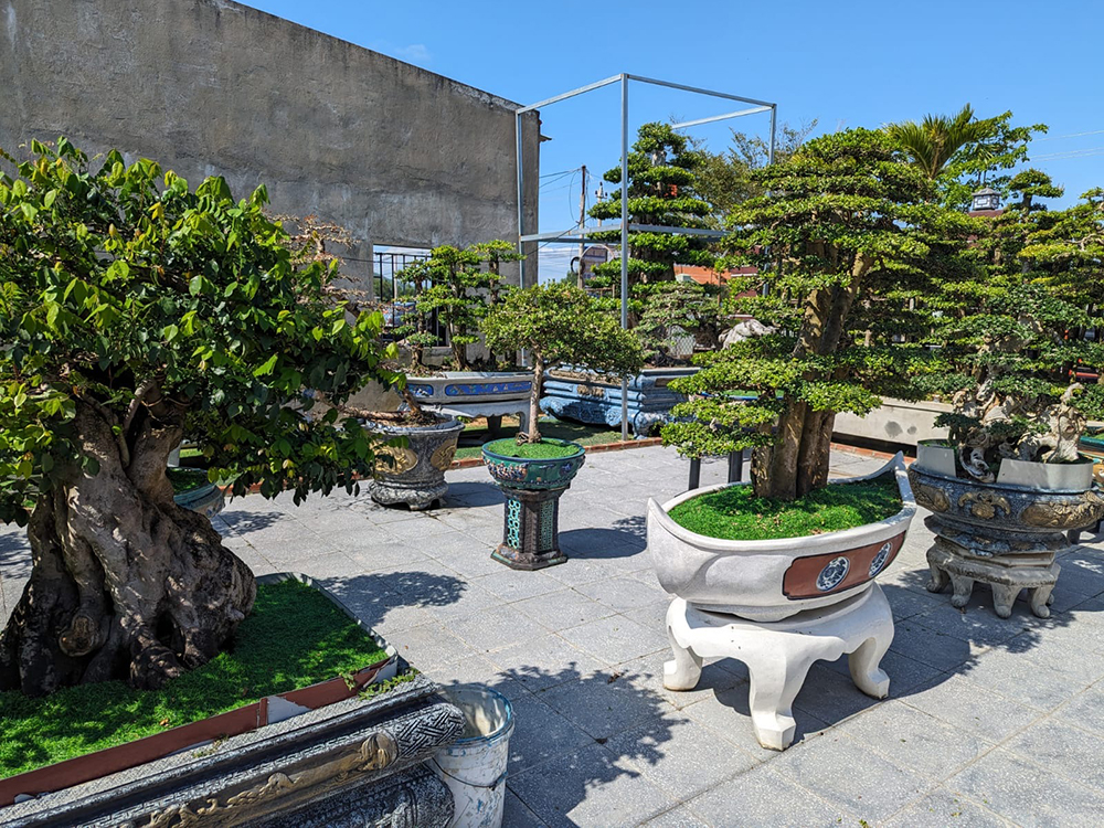 Bonsai Trees
