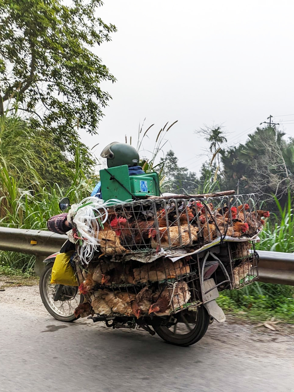 chicken motorbike