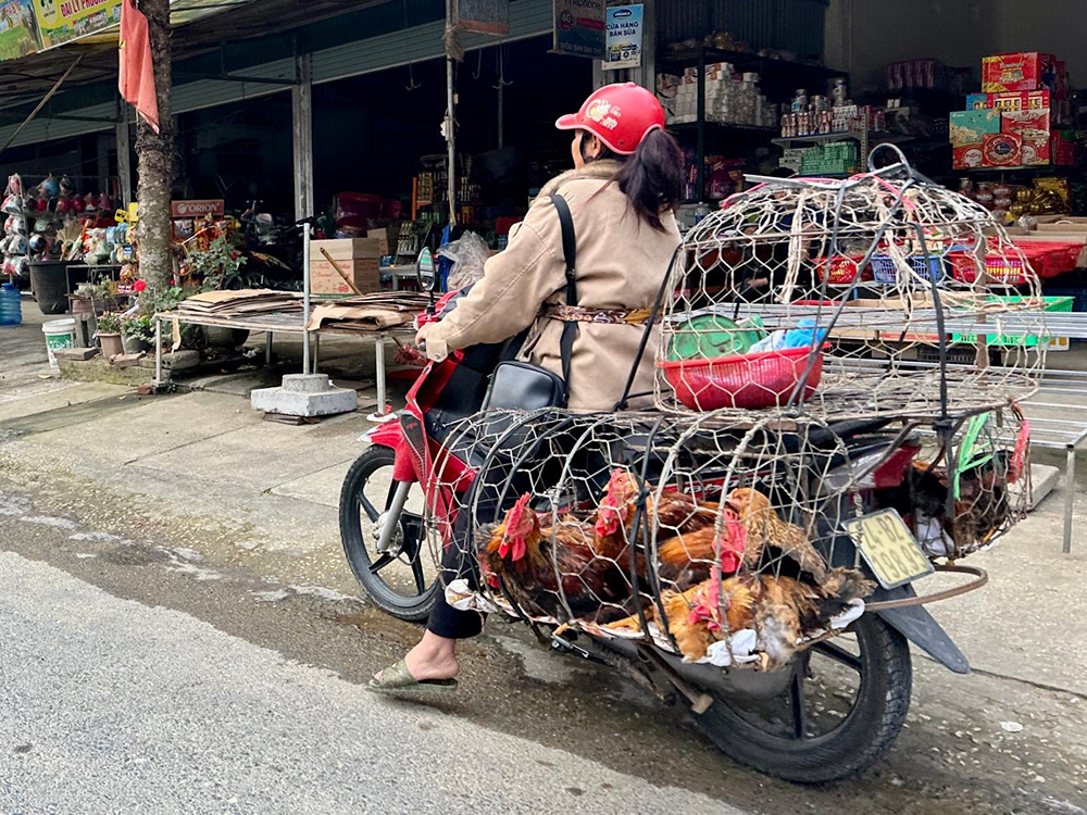 chicken bike