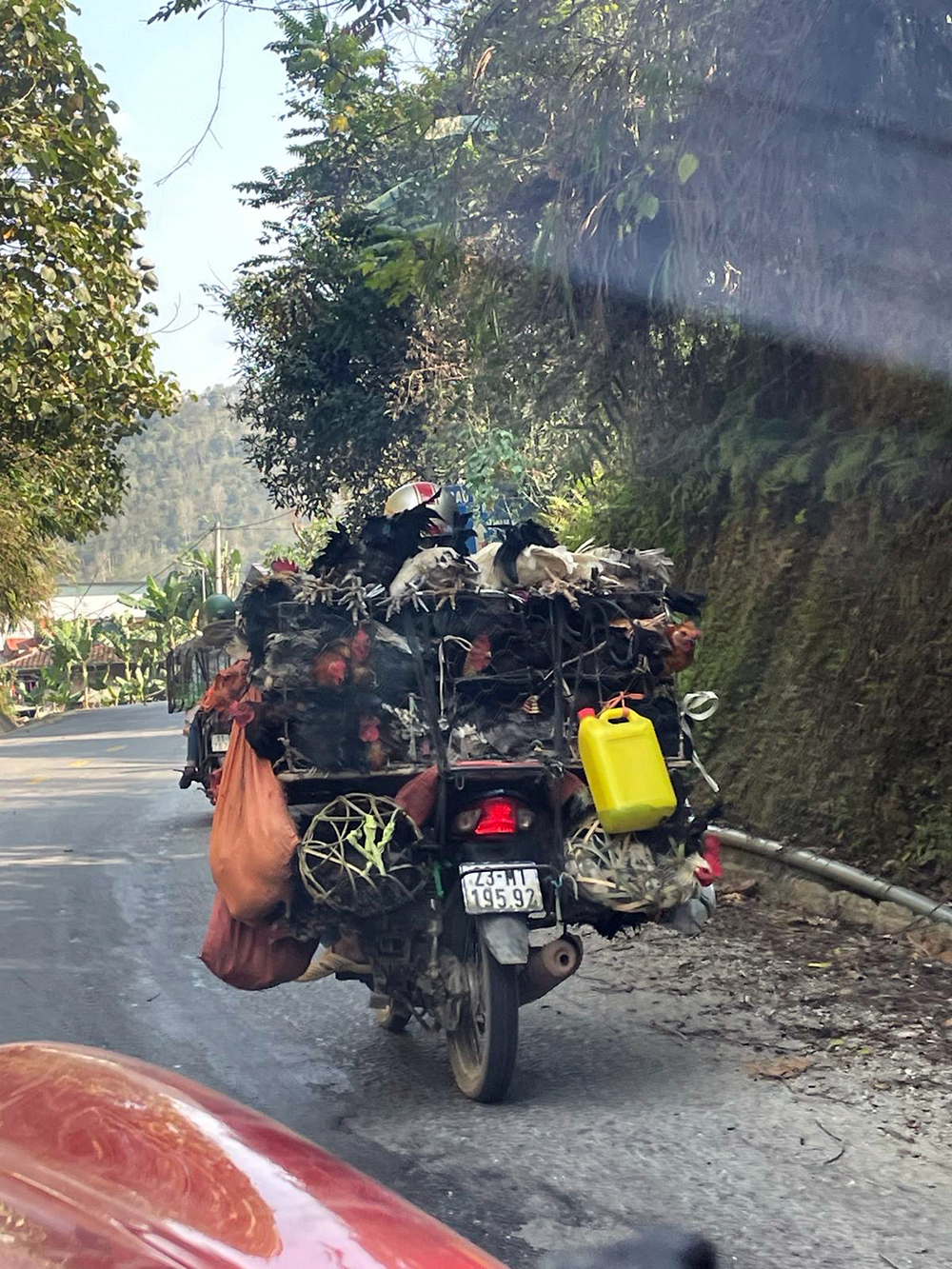 chicken motorbike
