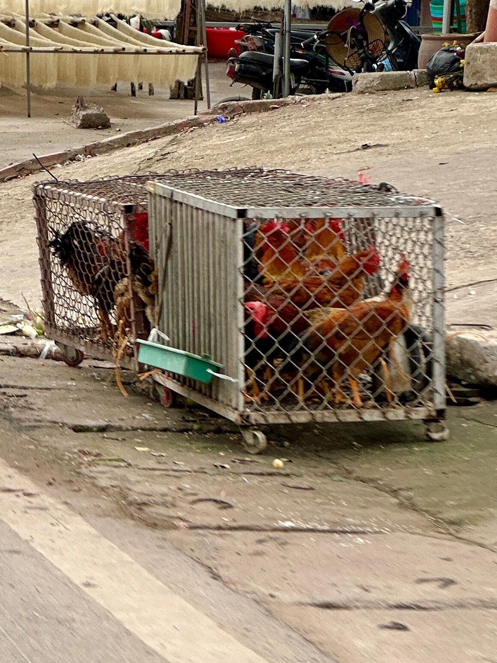 chicken crate