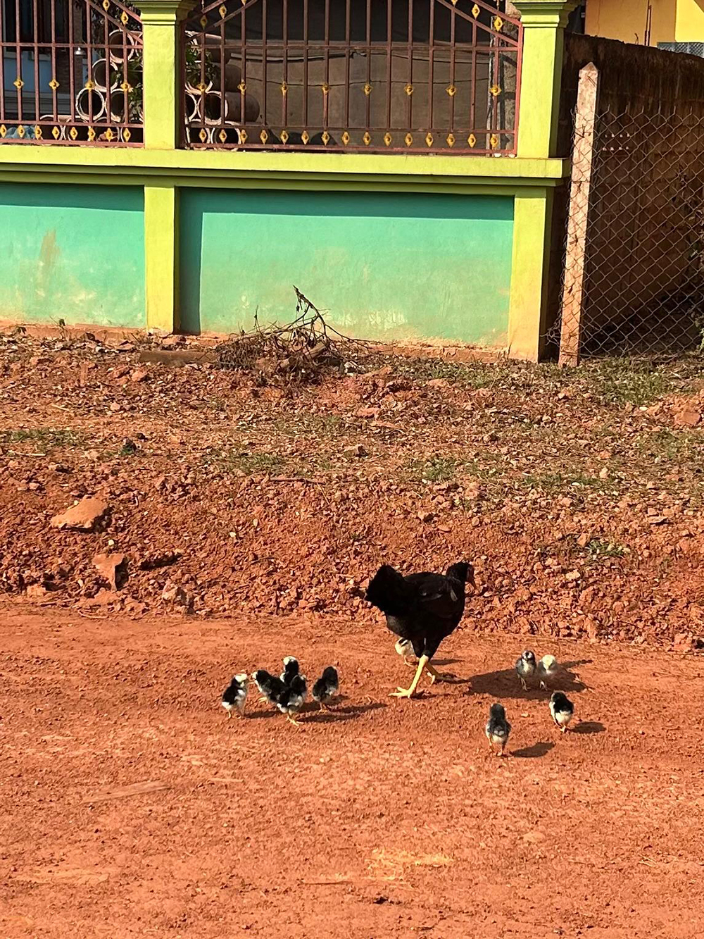 chickens