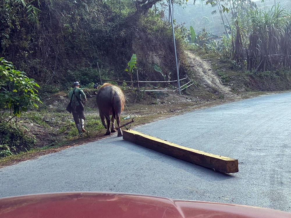 cow labor