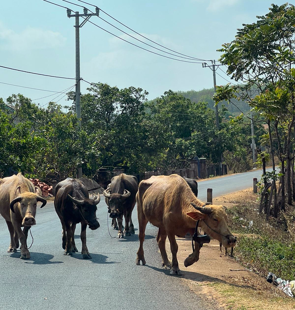 cows