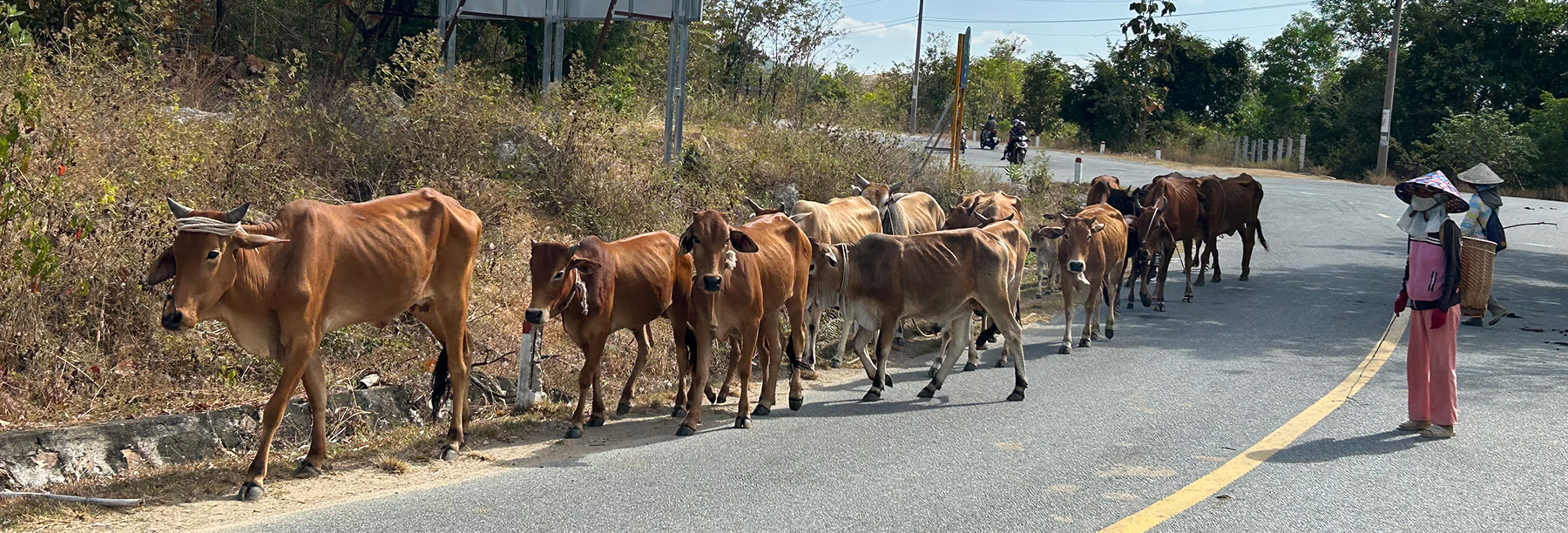 Cows