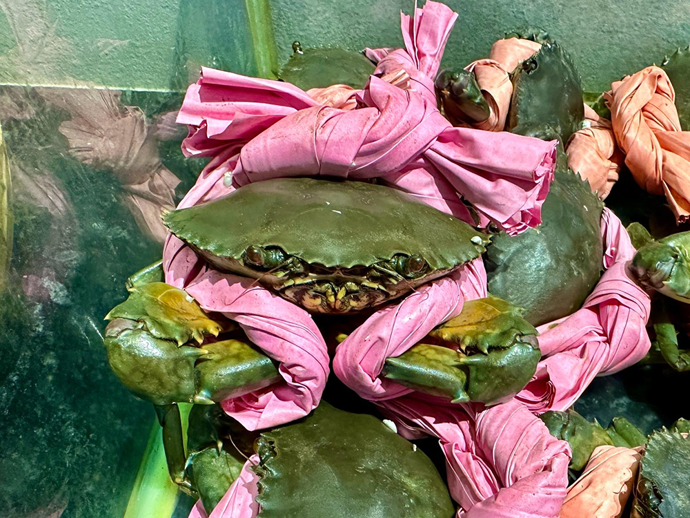 crabs