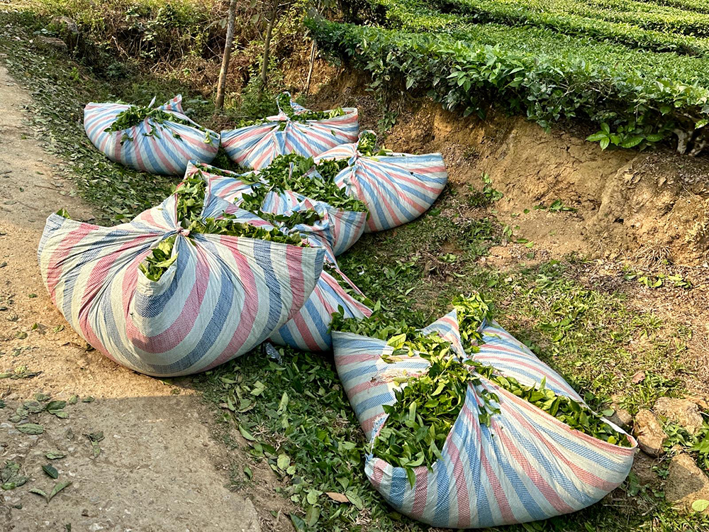 crops