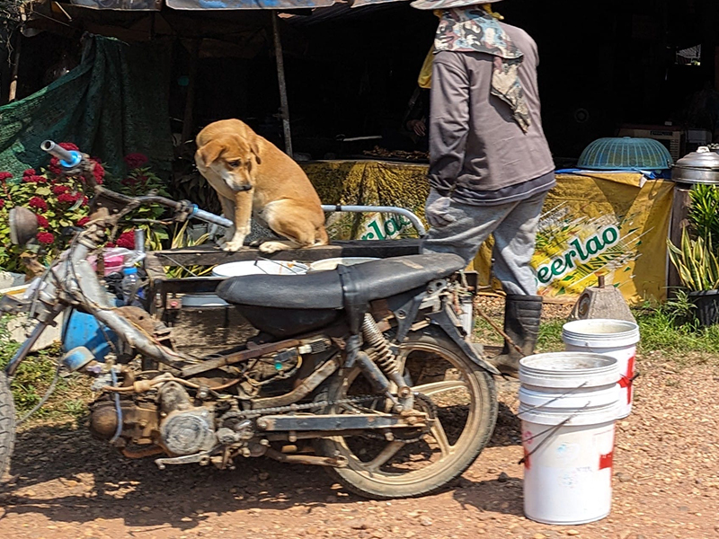 dog ride