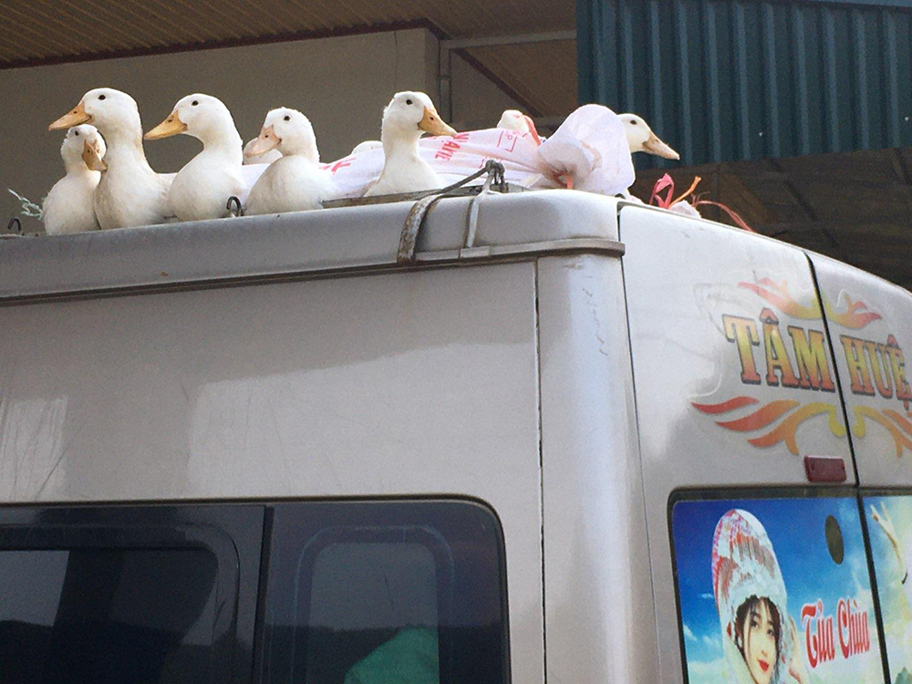 Duck Mobile
