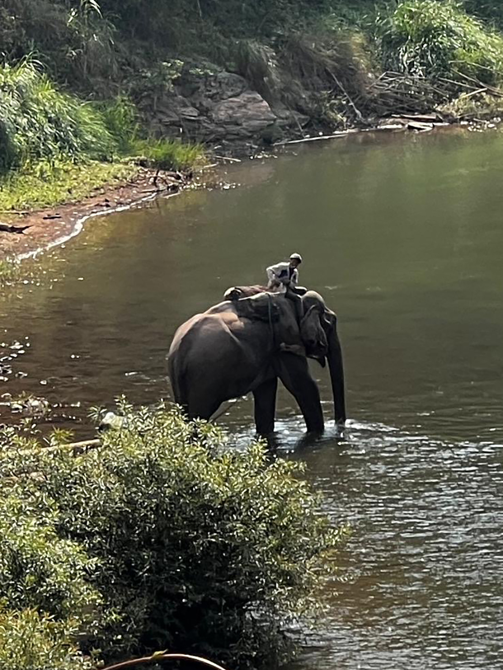 elephant labor